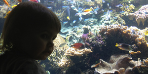 aquarium trégastel